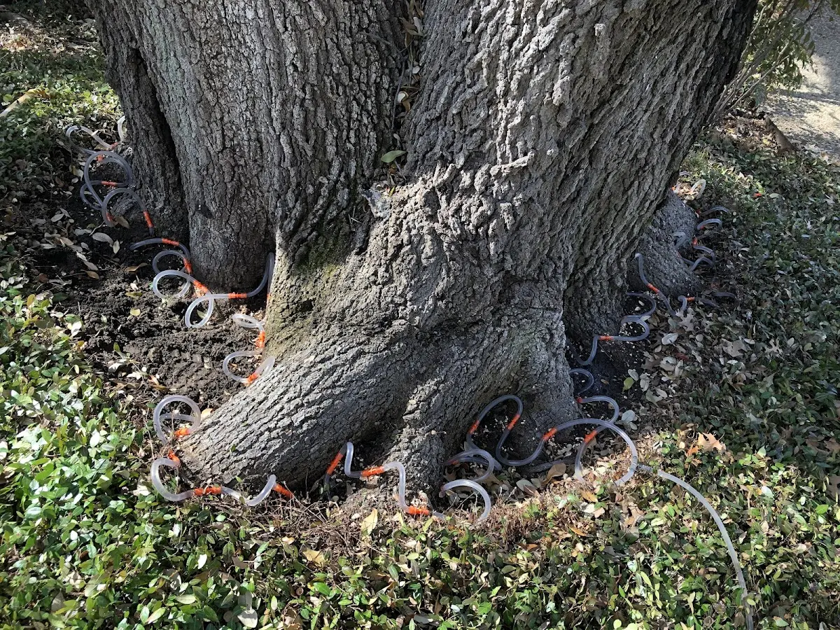 Detailed Tree Cabling and Bracing job site in North Conway