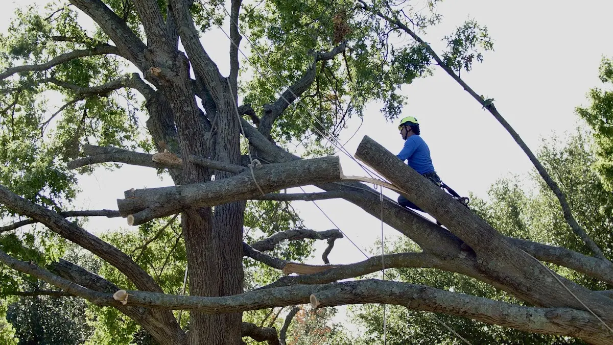 Professional Crown Thinning performed by certified arborists in North Conway