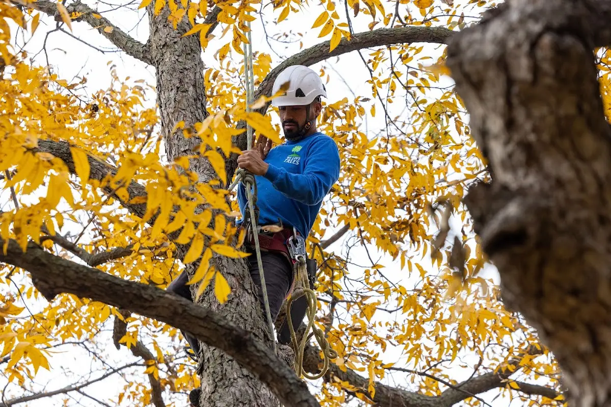 Skilled Tree Pruning crew working in North Conway